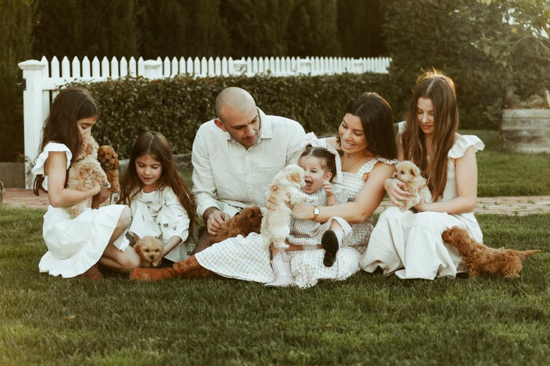 Cavoodle Dog Breeder Melbourne