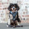 I LOVE YOU BEARY MUCH - REVERSIBLE DOG HARNESS