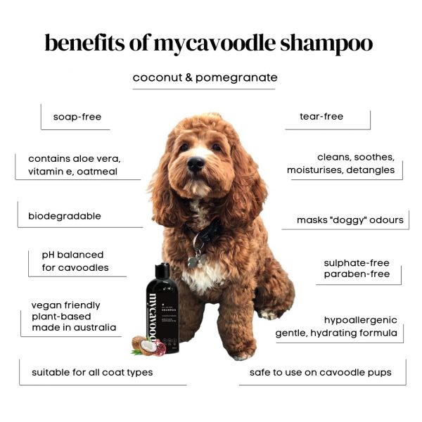 all-in-one shampoo for cavoodles dog grooming