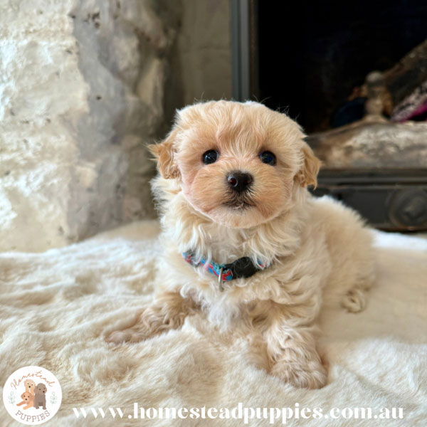 Moodle Dog Breeder Melbourne